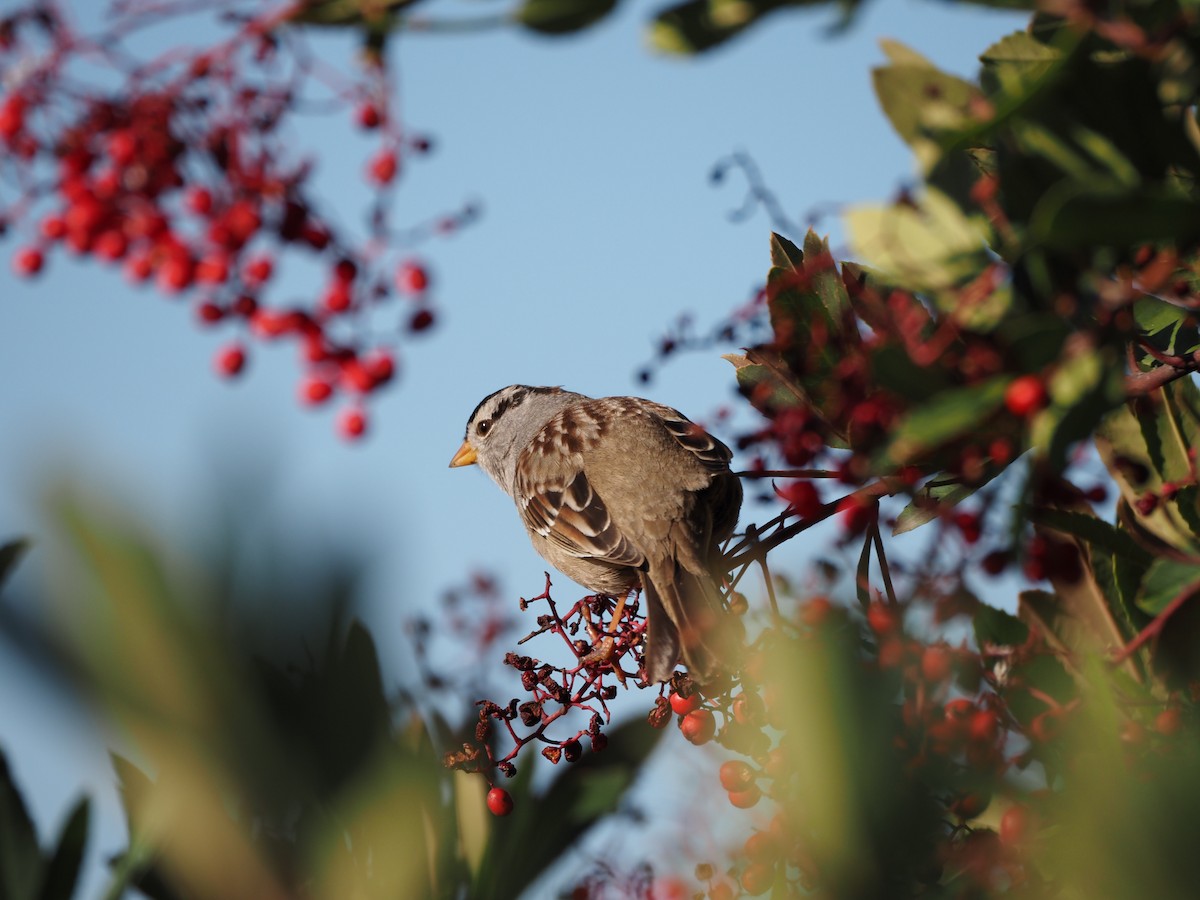 White-crowned Sparrow - ML618239422