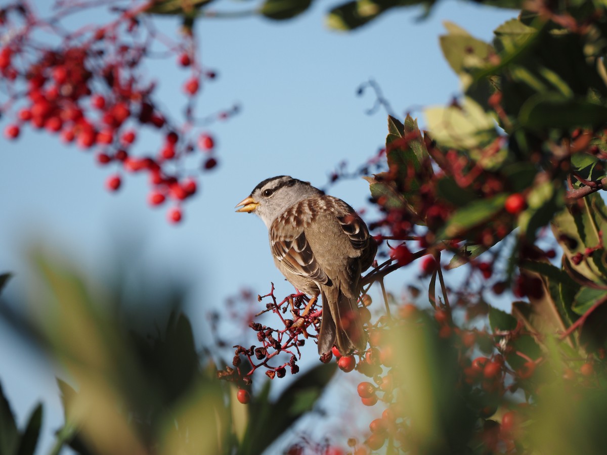 White-crowned Sparrow - ML618239423