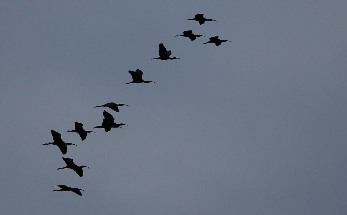 Glossy Ibis - ML618239441