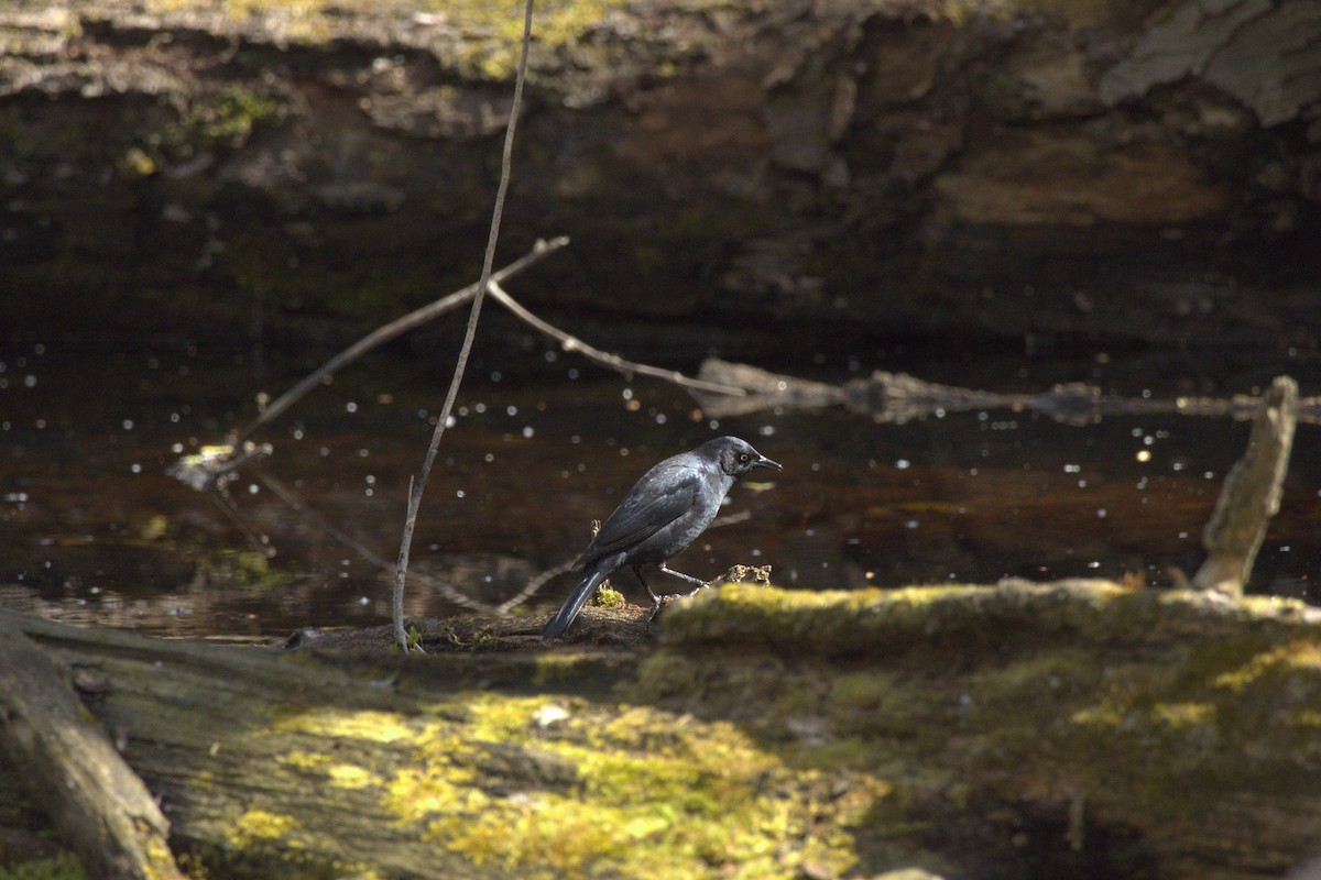 Rusty Blackbird - ML618239446