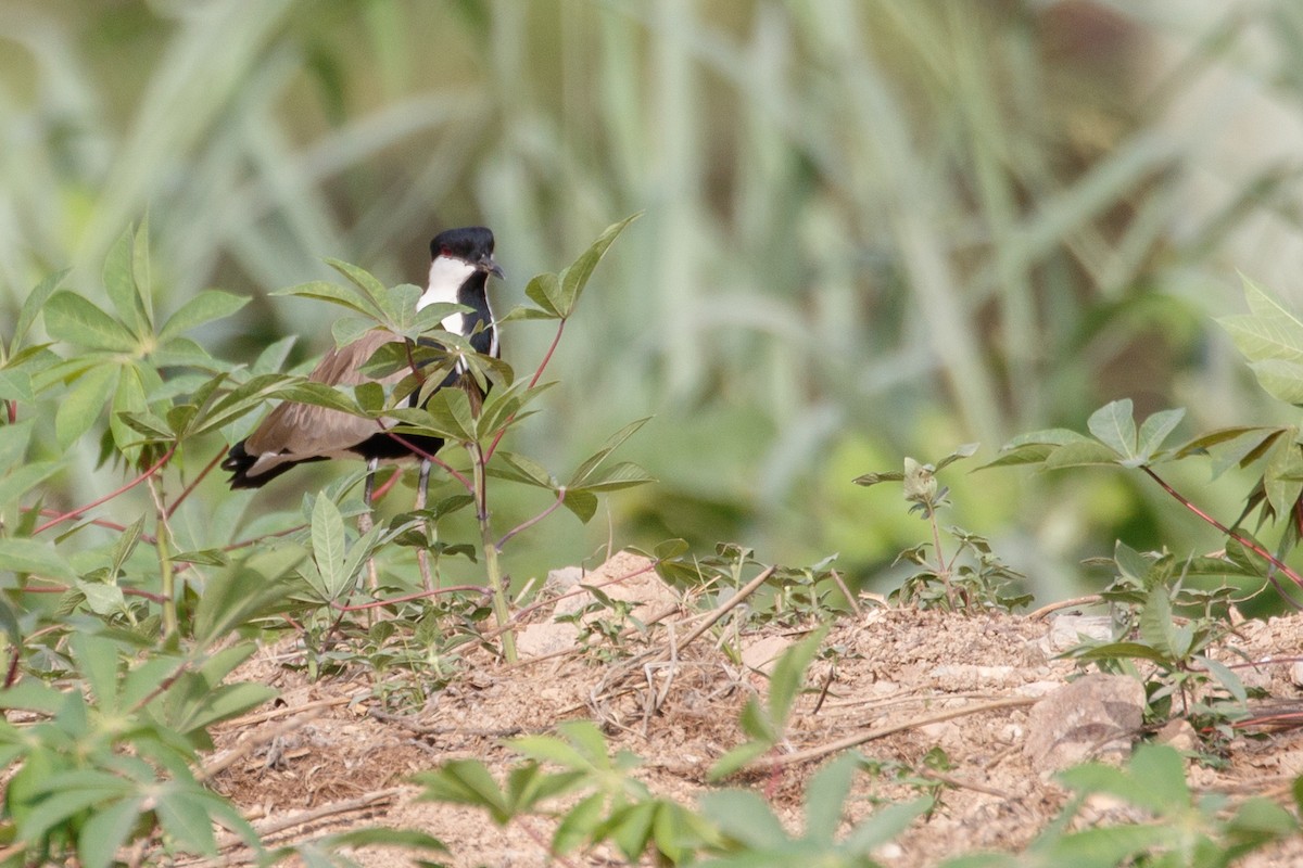 Spur-winged Lapwing - Jeanne Verhulst