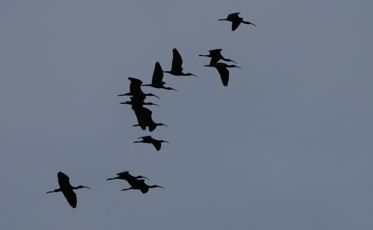 Glossy Ibis - Rob Bielawski