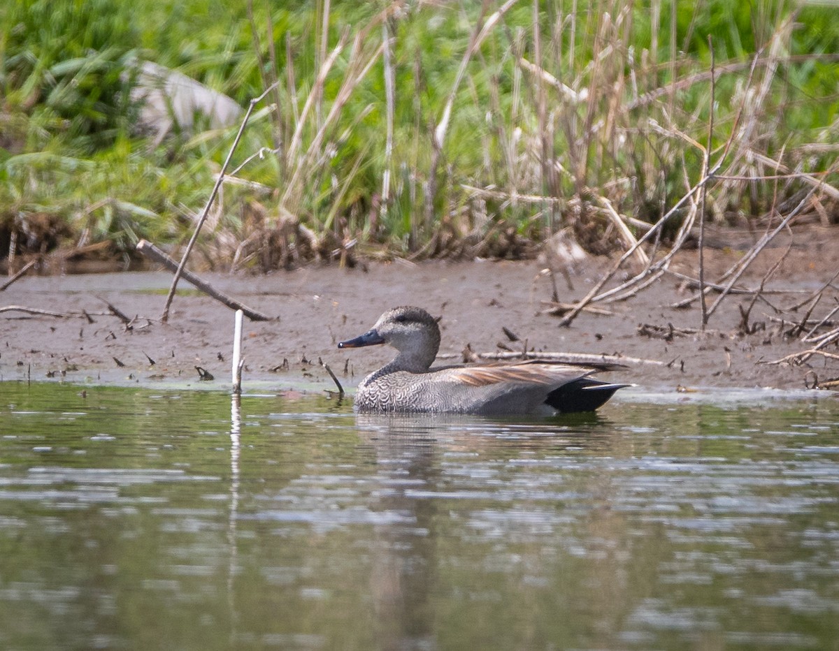 Gadwall - ML618239458