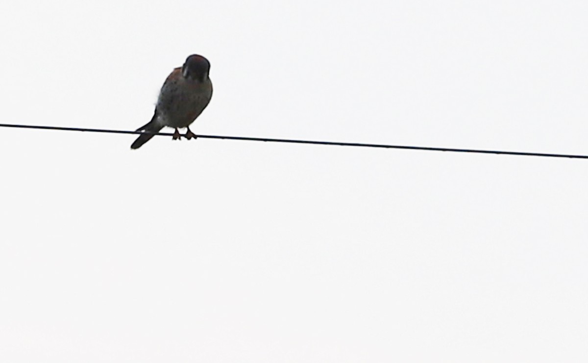 American Kestrel - Rob Bielawski