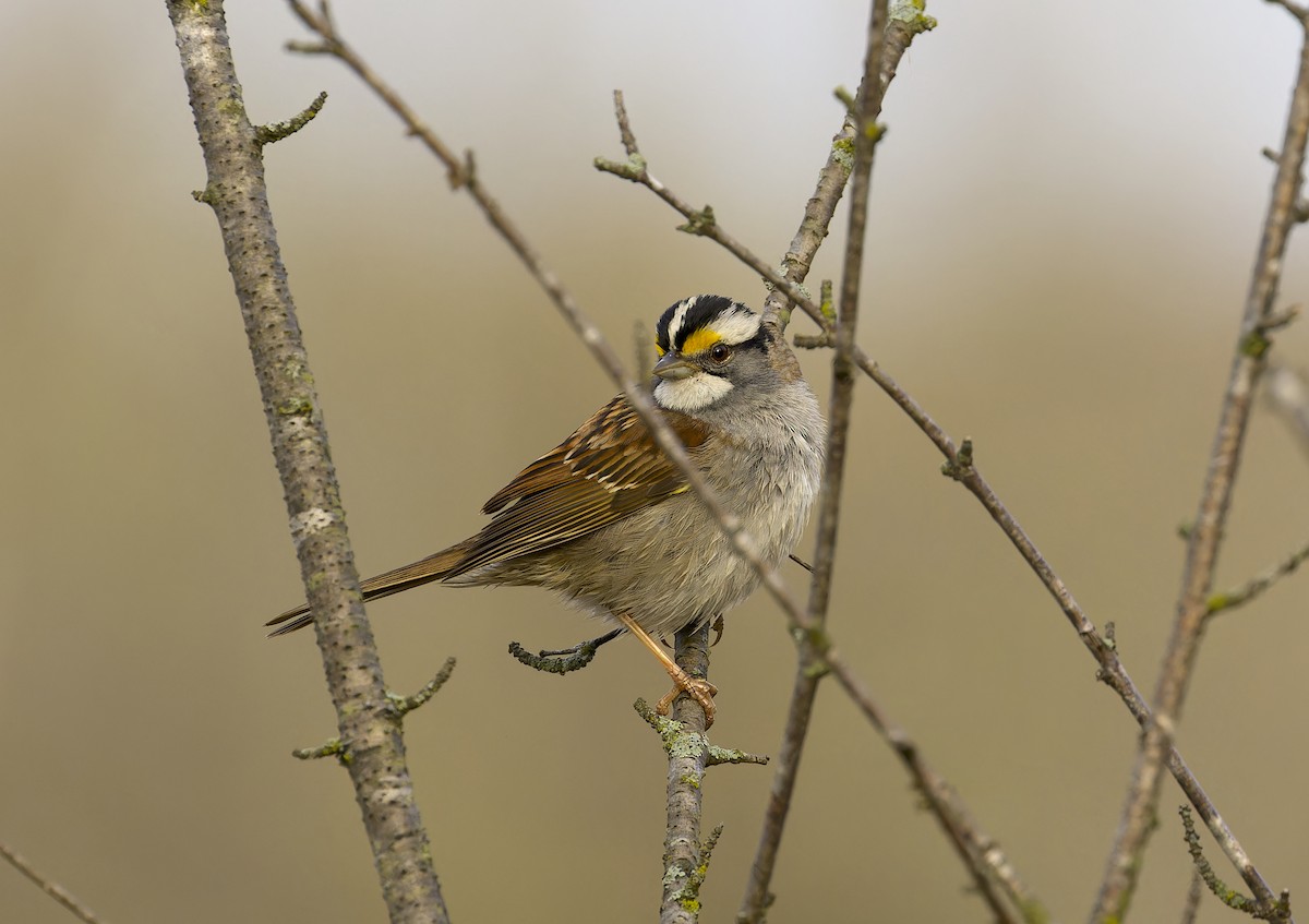 White-throated Sparrow - Yasushi Nakagawa