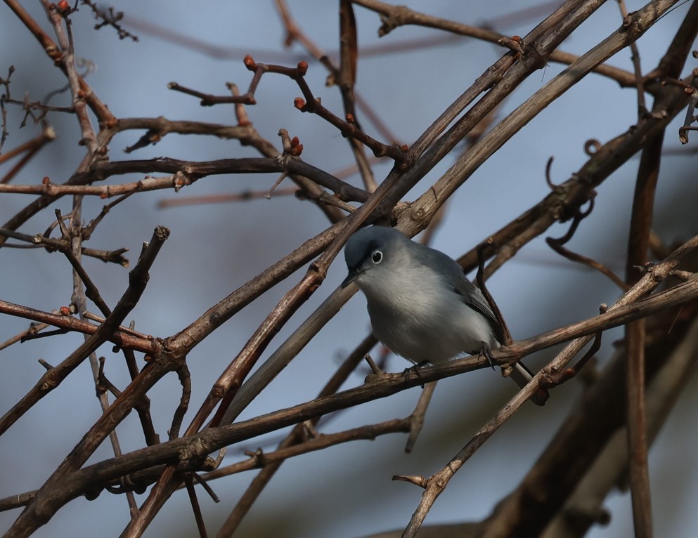 Blue-gray Gnatcatcher - ML618239485