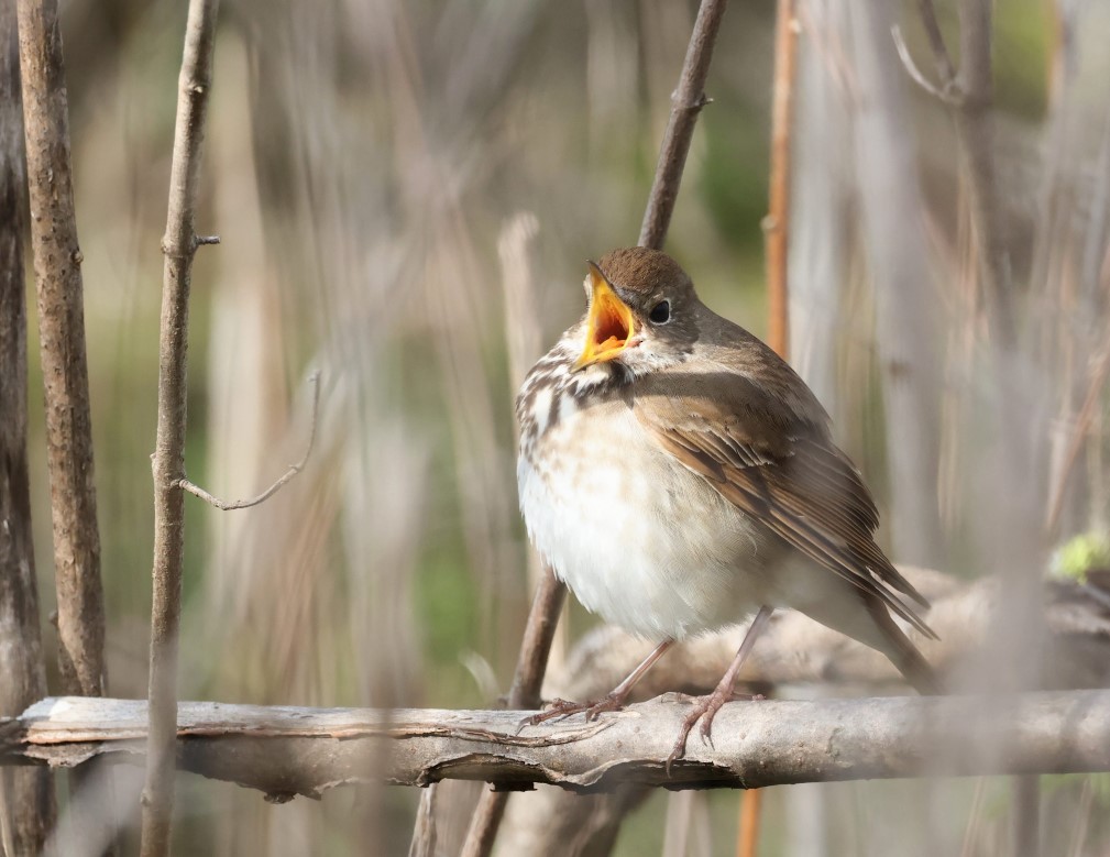 Hermit Thrush - ML618239493