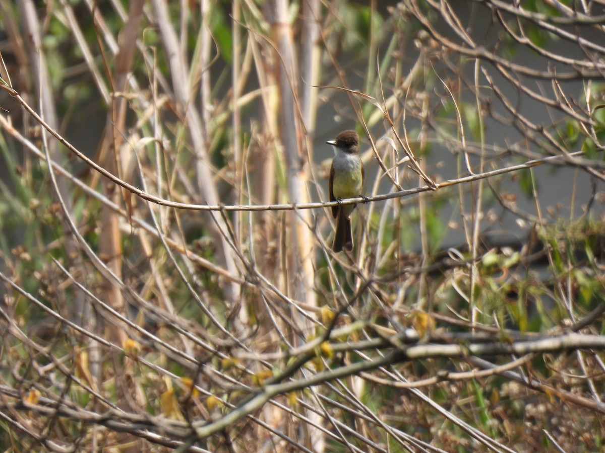 Dusky-capped Flycatcher - María Eugenia Paredes Sánchez