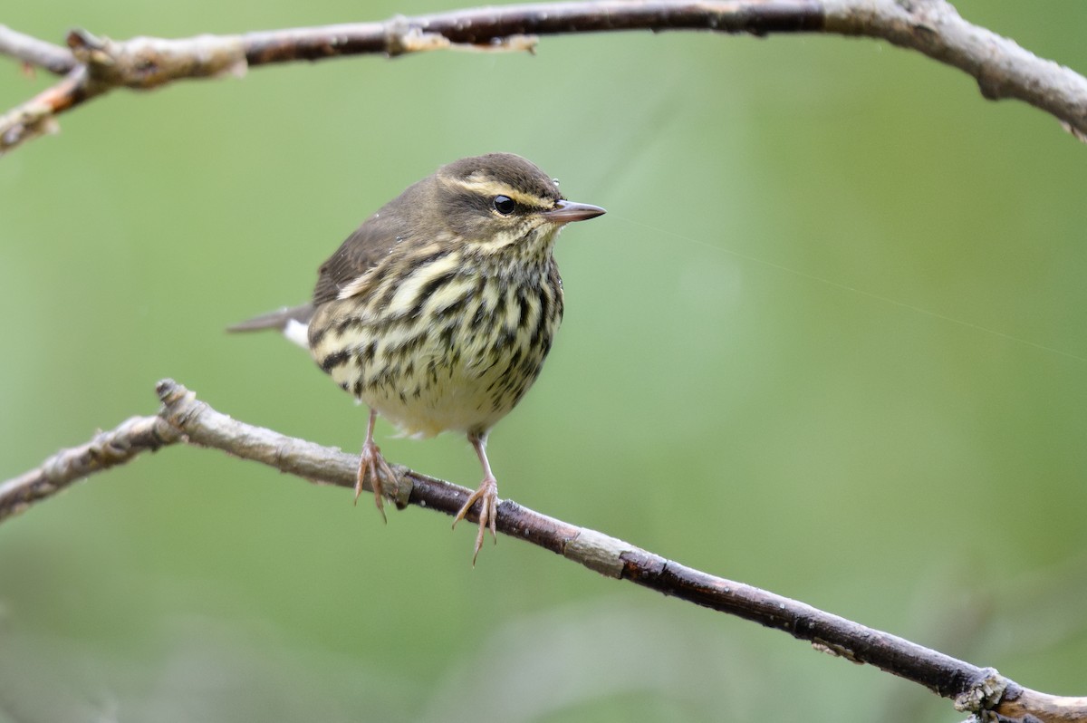 Northern Waterthrush - Cameron Hunter