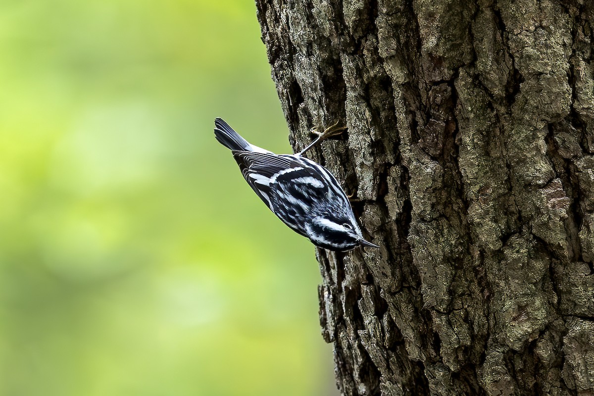 Black-and-white Warbler - ML618239537