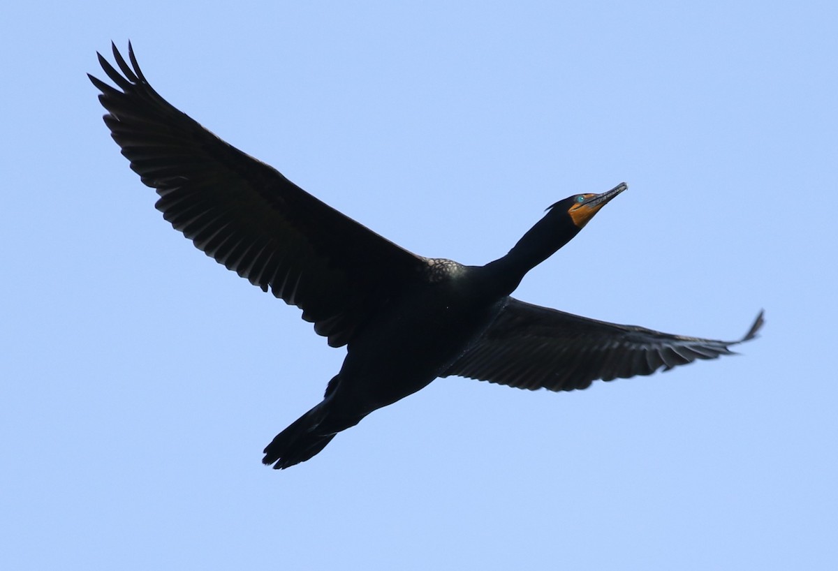 Double-crested Cormorant - Kennedy Sullivan