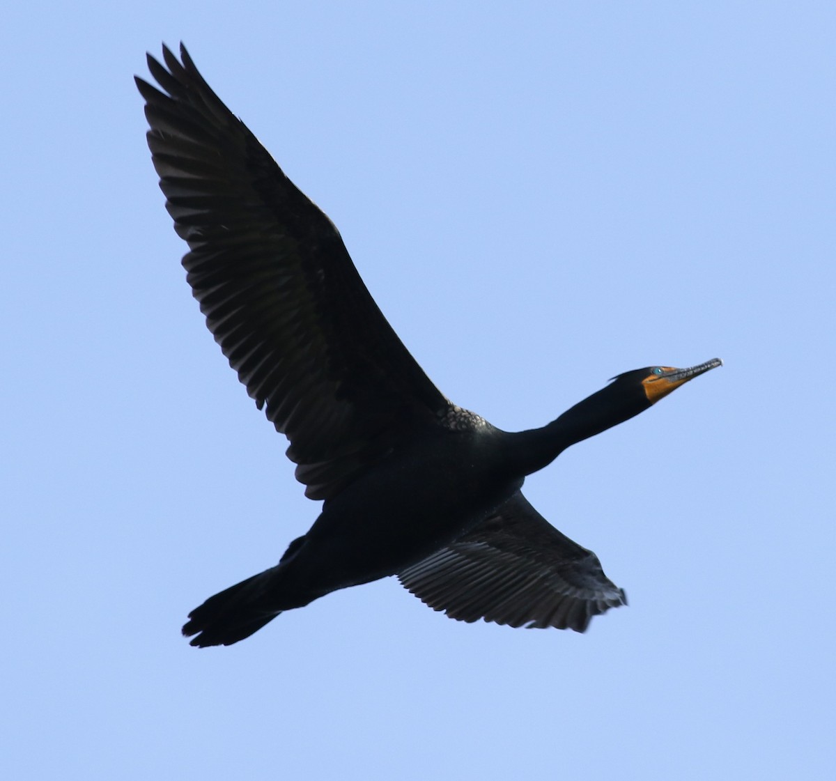 Double-crested Cormorant - Kennedy Sullivan