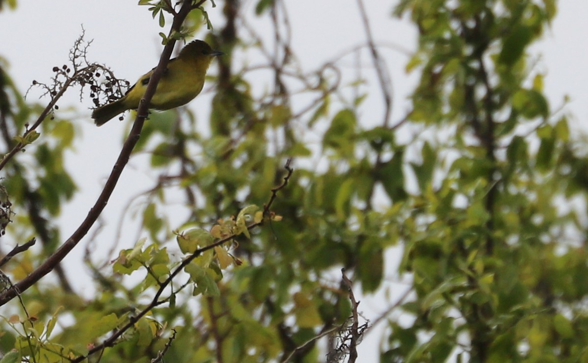 Orchard Oriole - Rob Bielawski