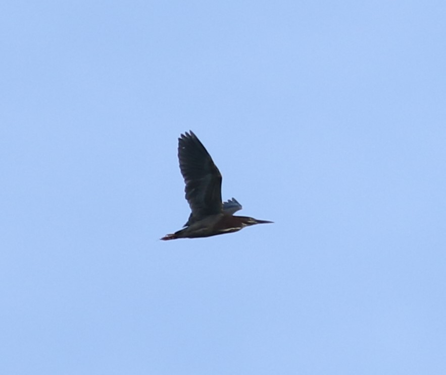 Green Heron - Kennedy Sullivan