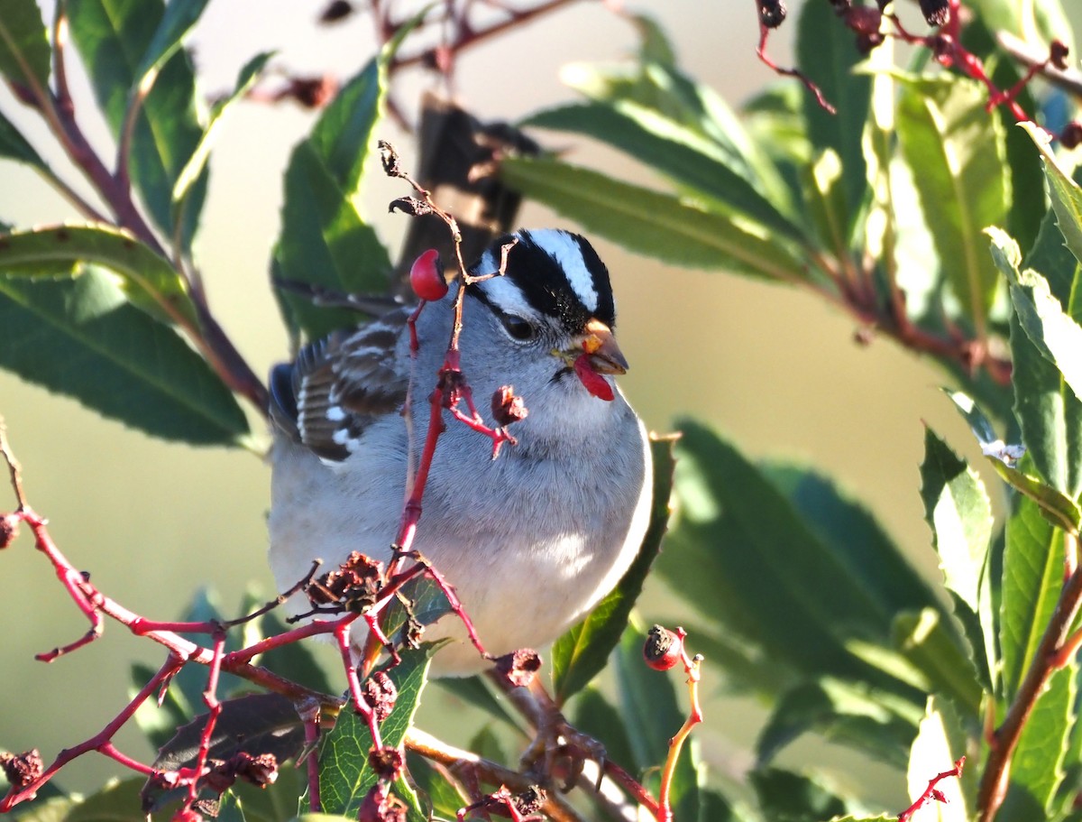 White-crowned Sparrow - ML618239567