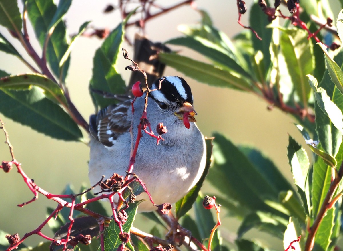 White-crowned Sparrow - Uma Sachdeva