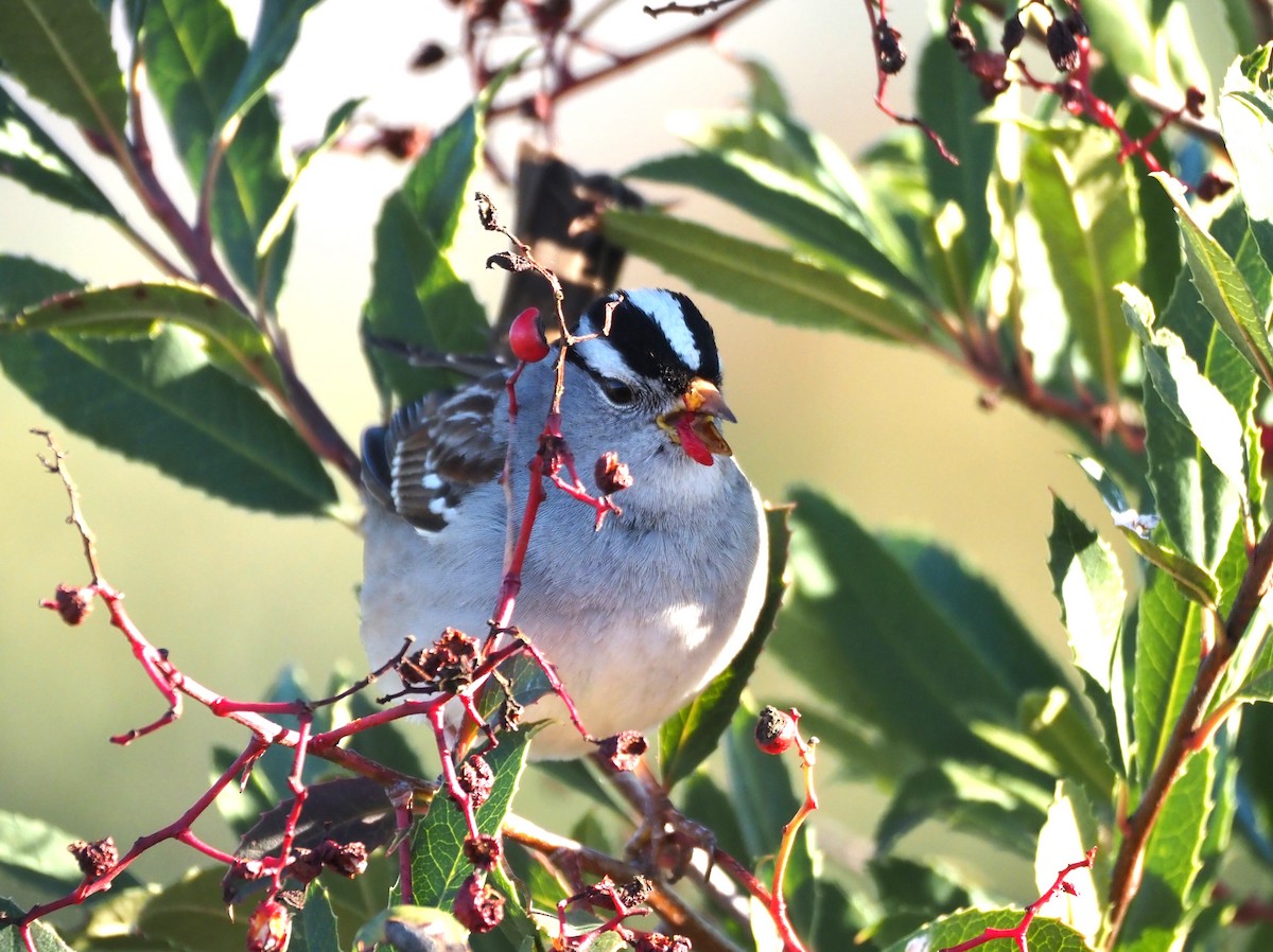 White-crowned Sparrow - ML618239570