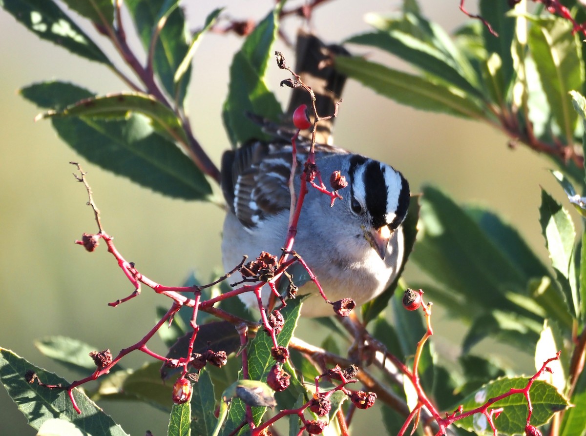 White-crowned Sparrow - Uma Sachdeva