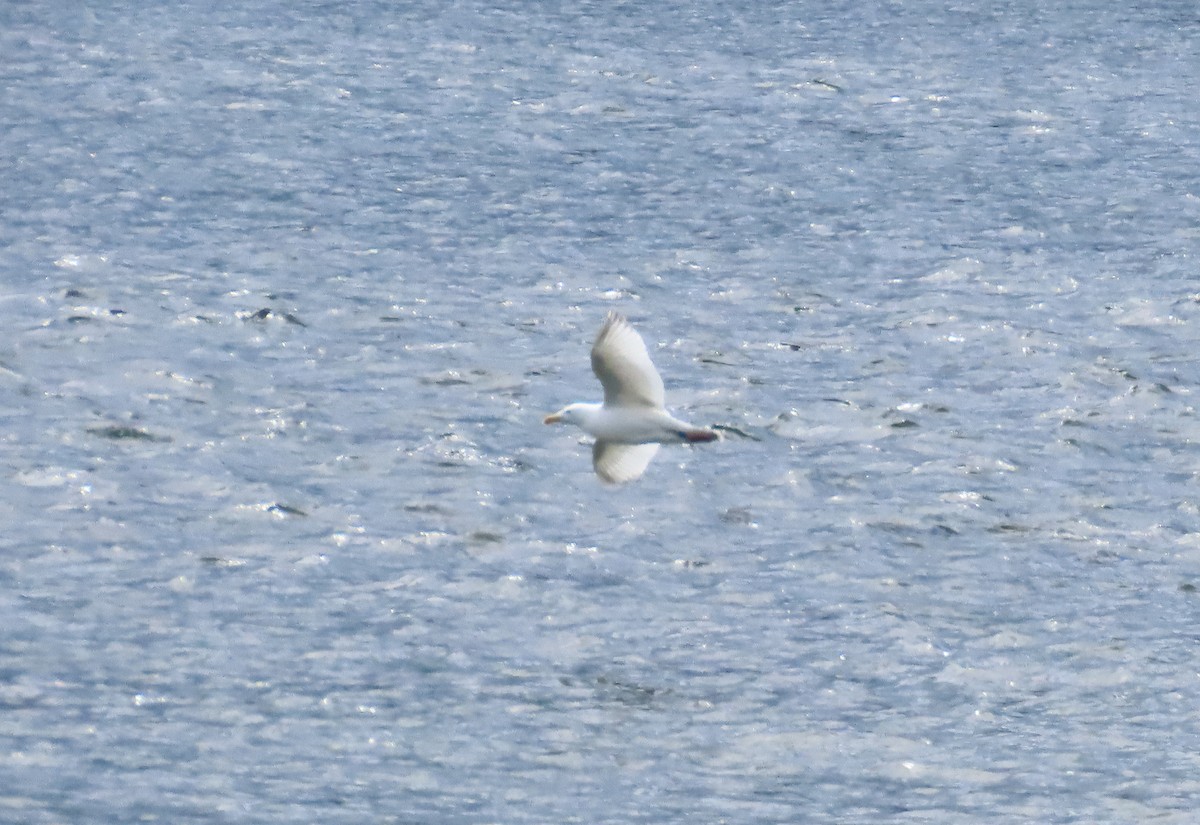 Western x Glaucous-winged Gull (hybrid) - ML618239573