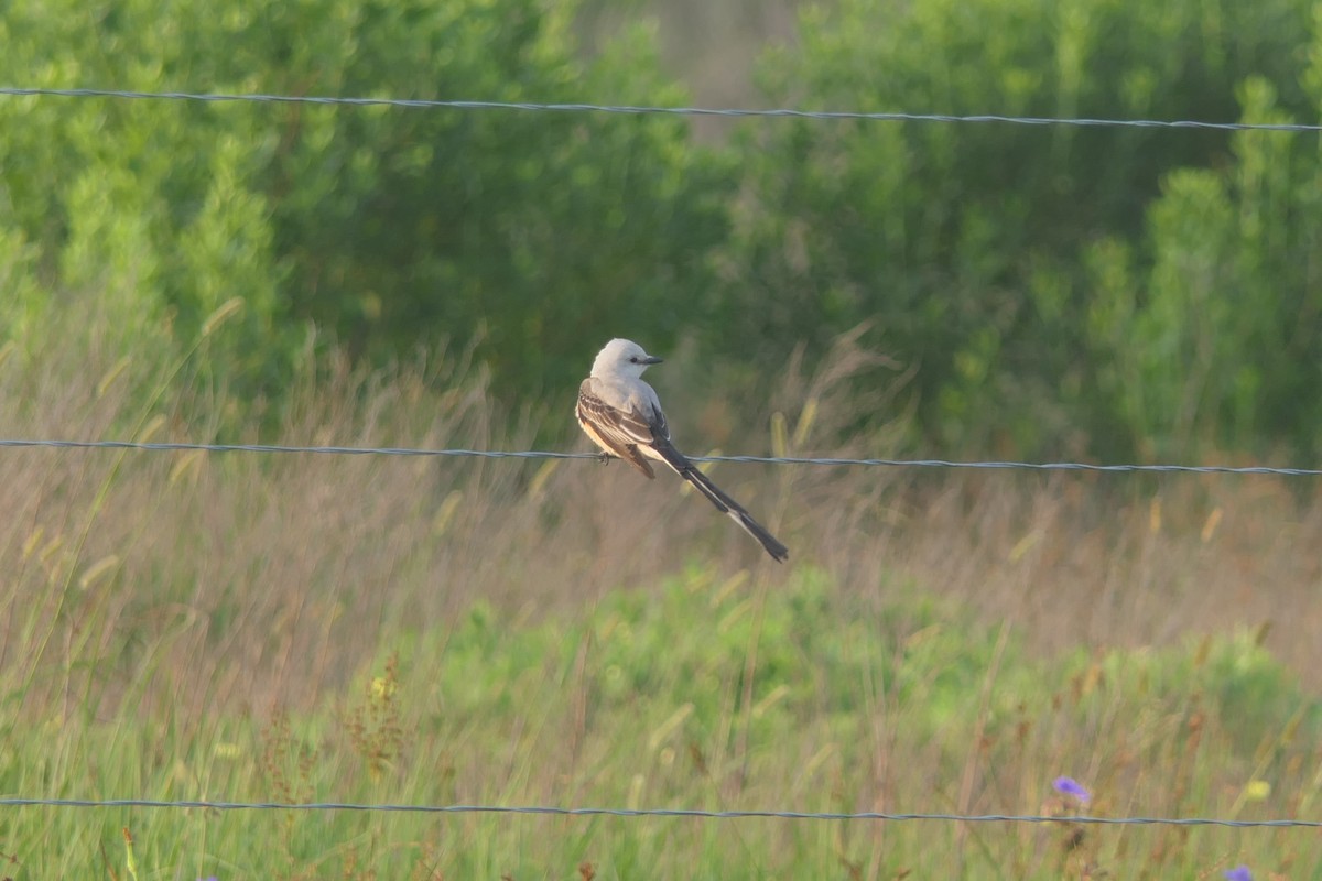 Scissor-tailed Flycatcher - Steve Dignam