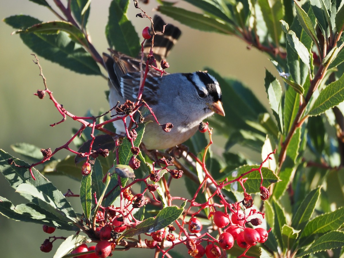 White-crowned Sparrow - Uma Sachdeva