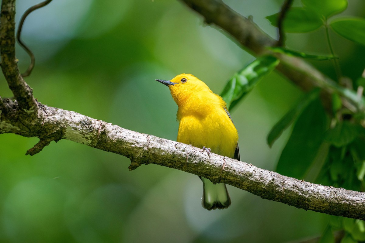 Prothonotary Warbler - Richard Pockat