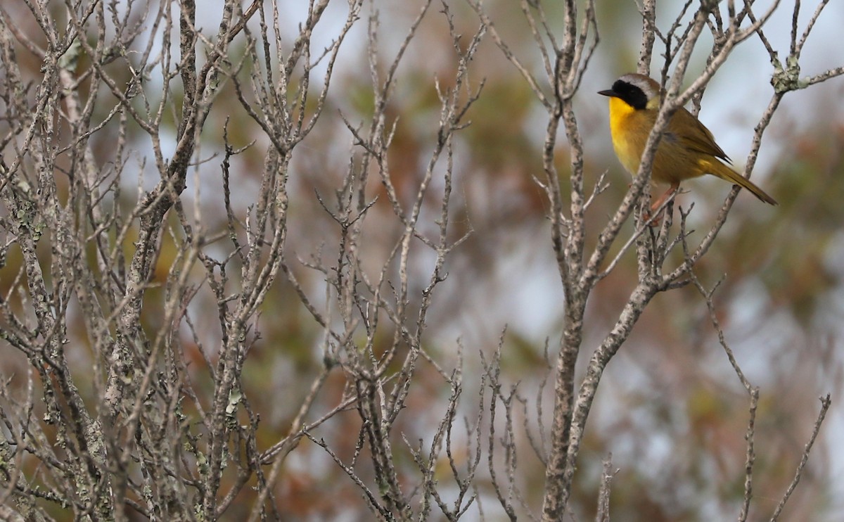 Common Yellowthroat - Rob Bielawski