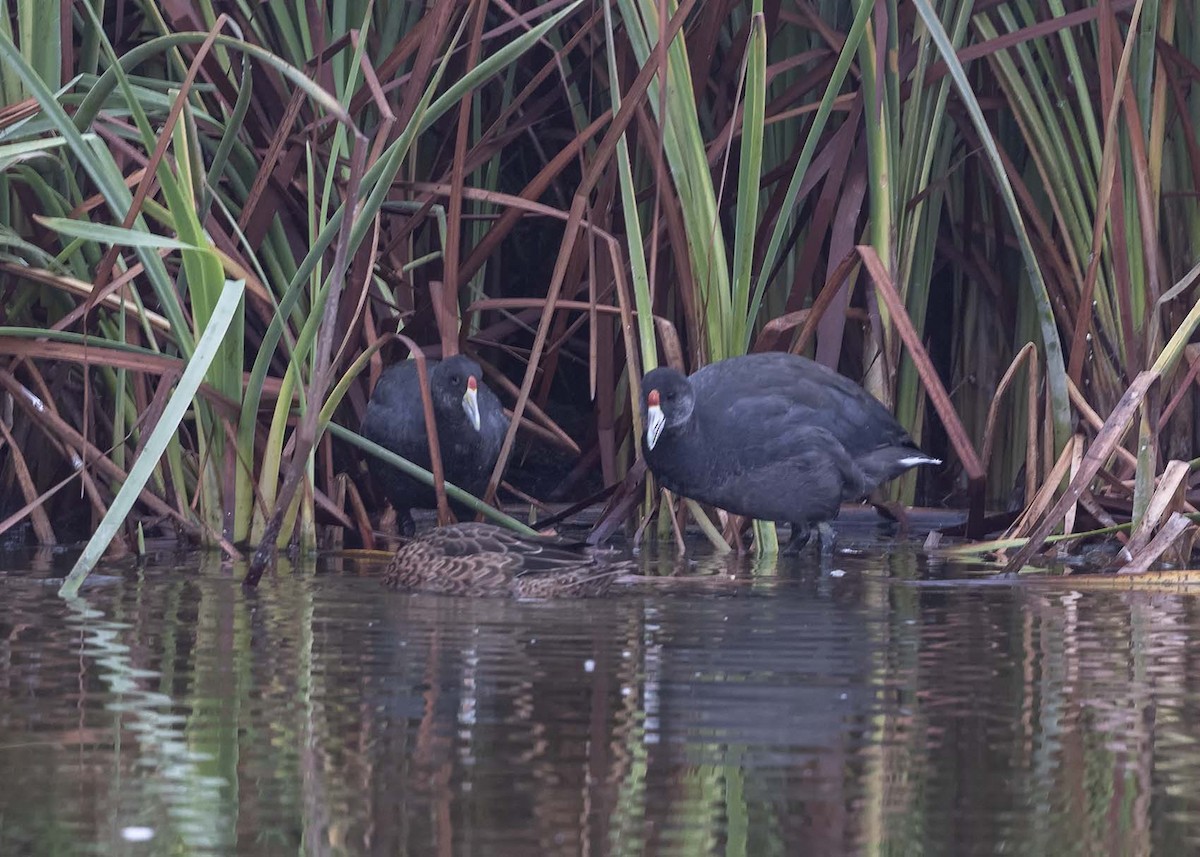 Slate-colored Coot - VERONICA ARAYA GARCIA