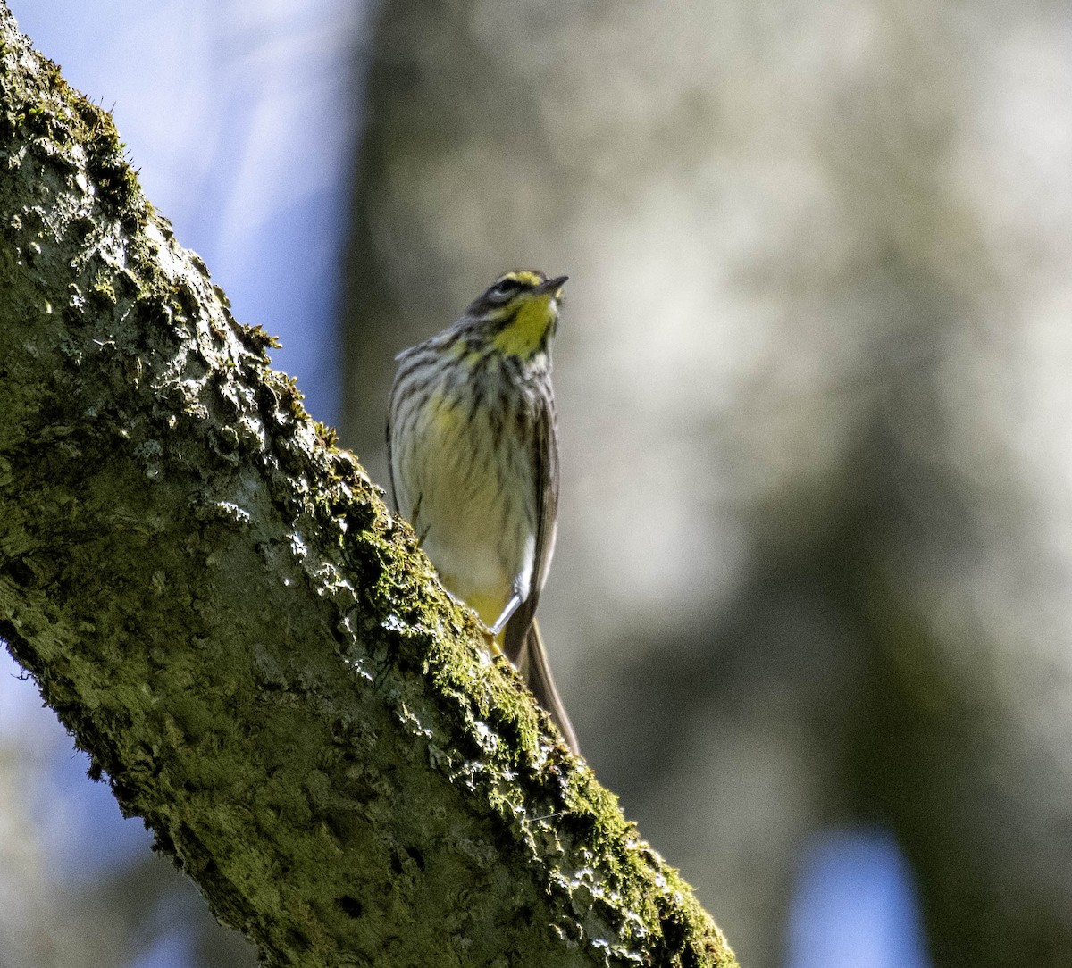 Yellow-rumped Warbler - Estela Quintero-Weldon