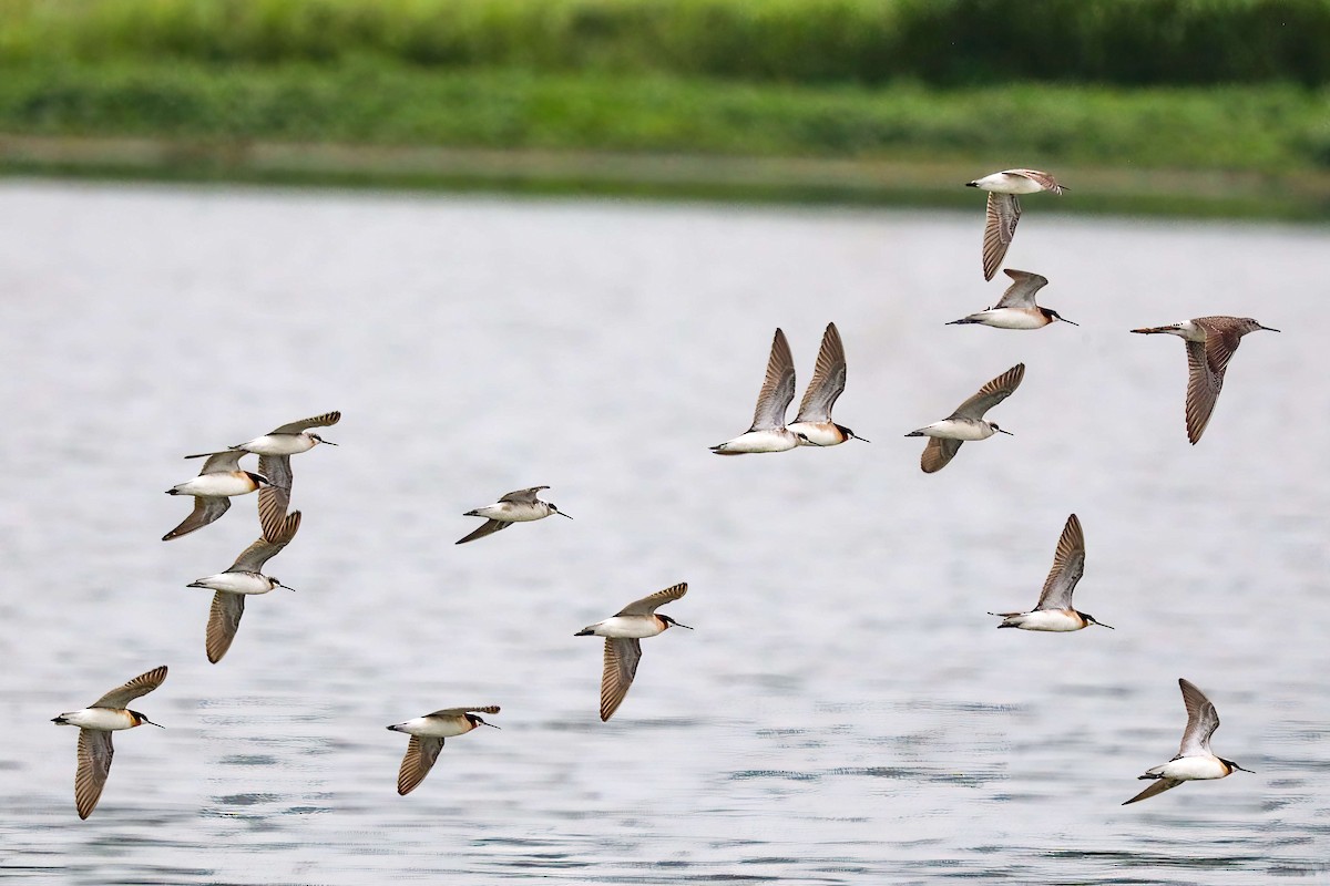 Wilson's Phalarope - Sylvie Nadeau Gneckow