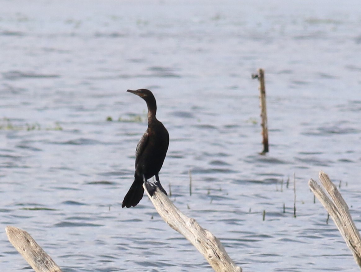 Cormorán Biguá - ML618239633