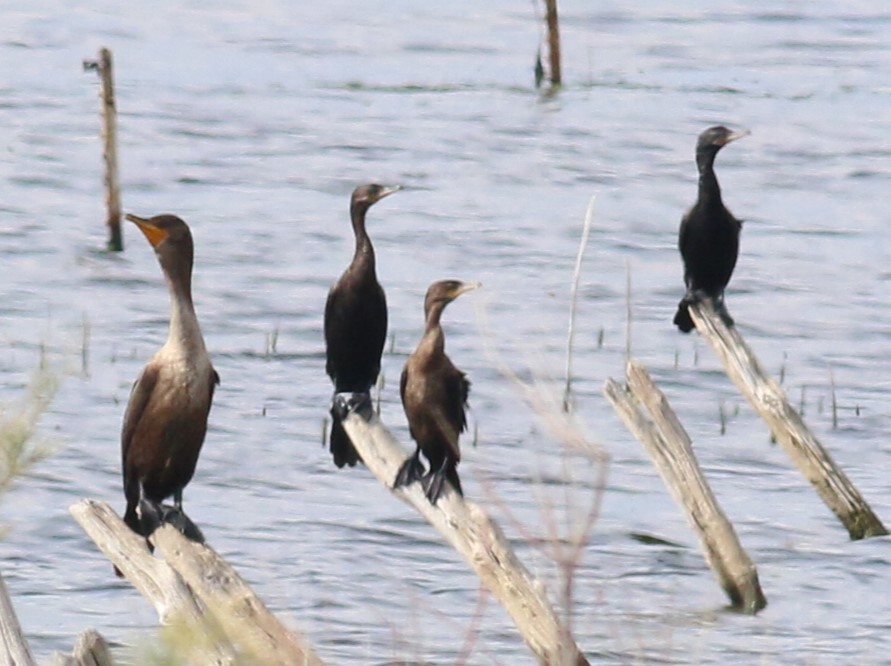 Cormorán Biguá - ML618239634