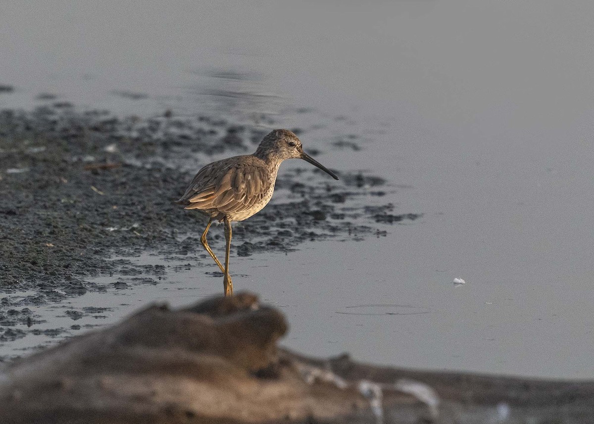 Stilt Sandpiper - ML618239639