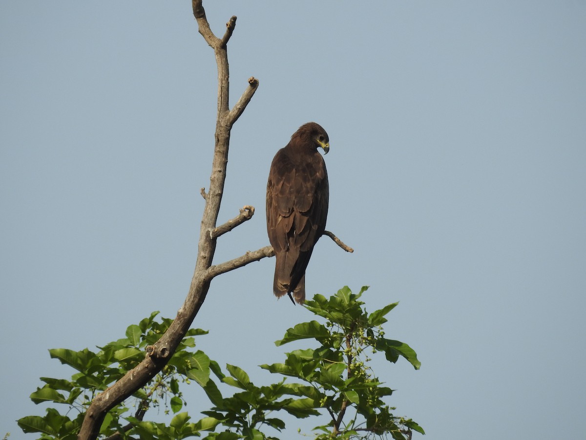 Black Kite - Anonymous