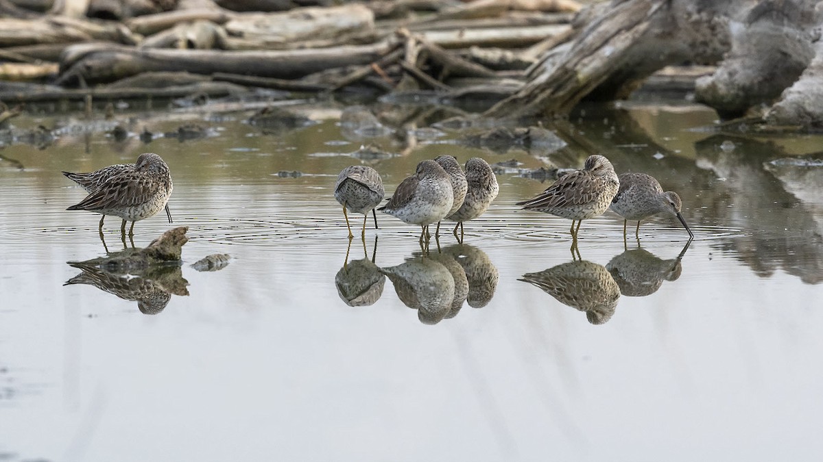 Stilt Sandpiper - ML618239651