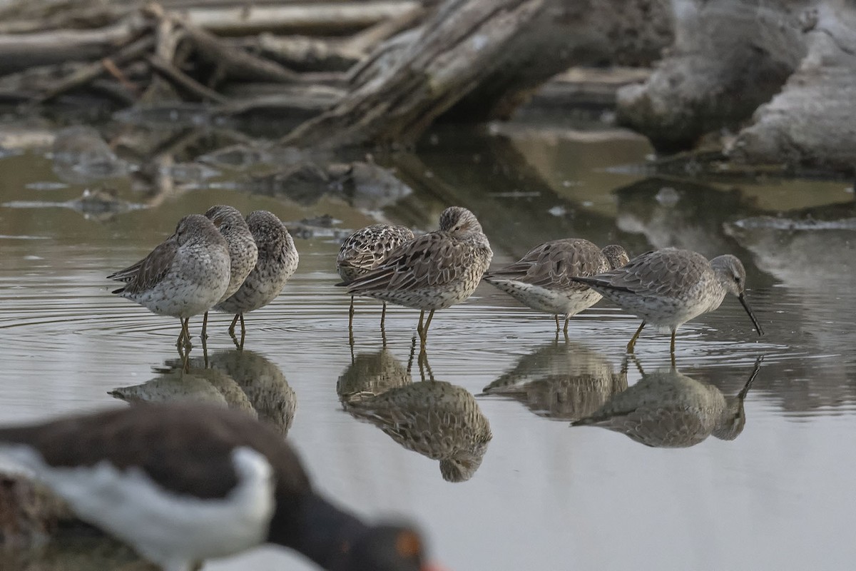 Stilt Sandpiper - ML618239653