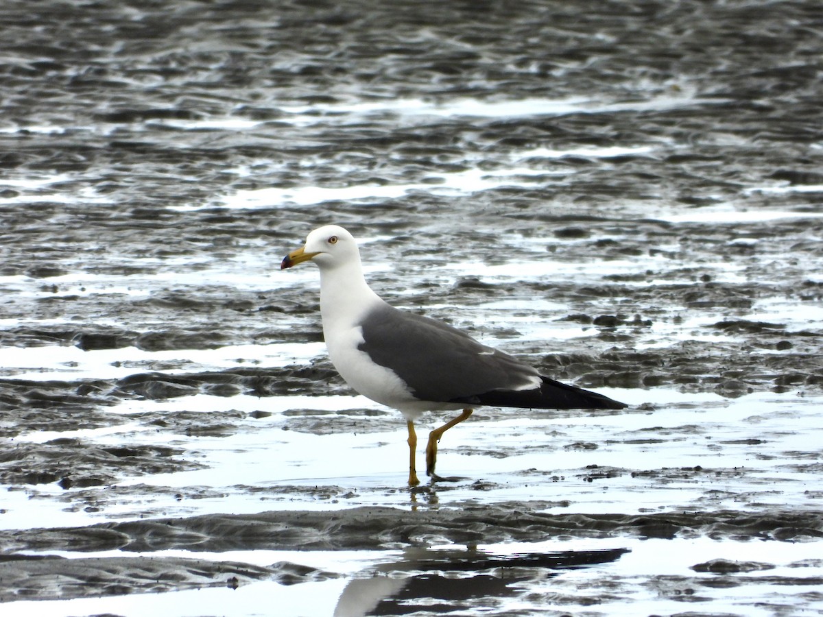 Black-tailed Gull - Elizabeth Irwin