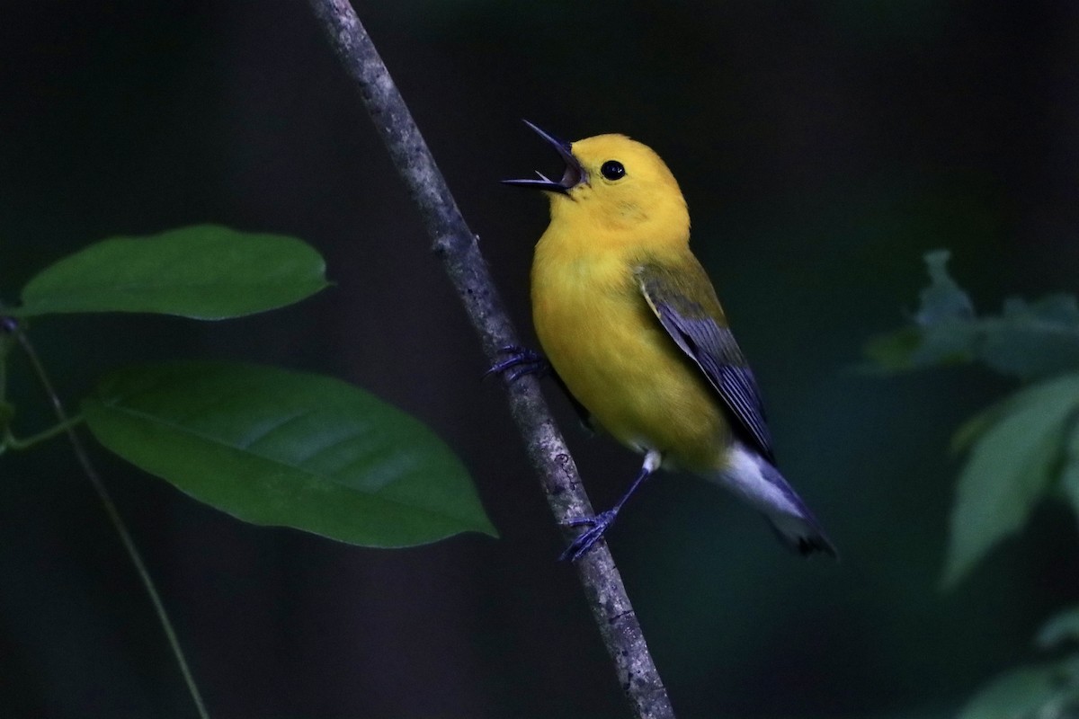 Prothonotary Warbler - ML618239662
