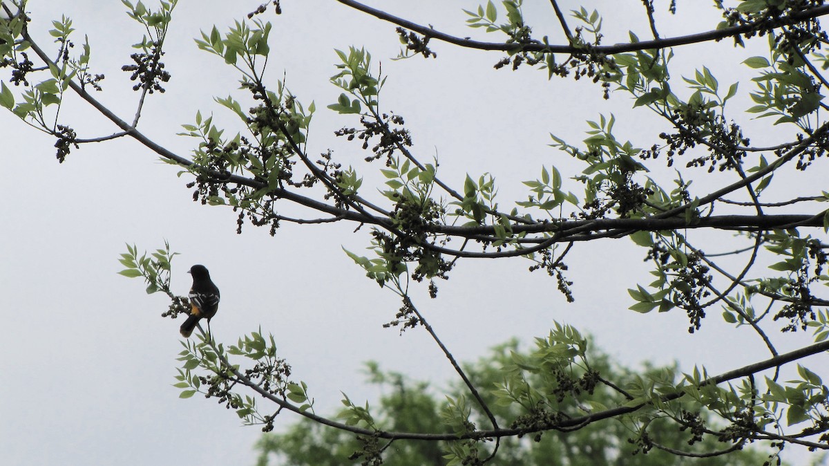 Baltimore Oriole - Sheila Sawyer