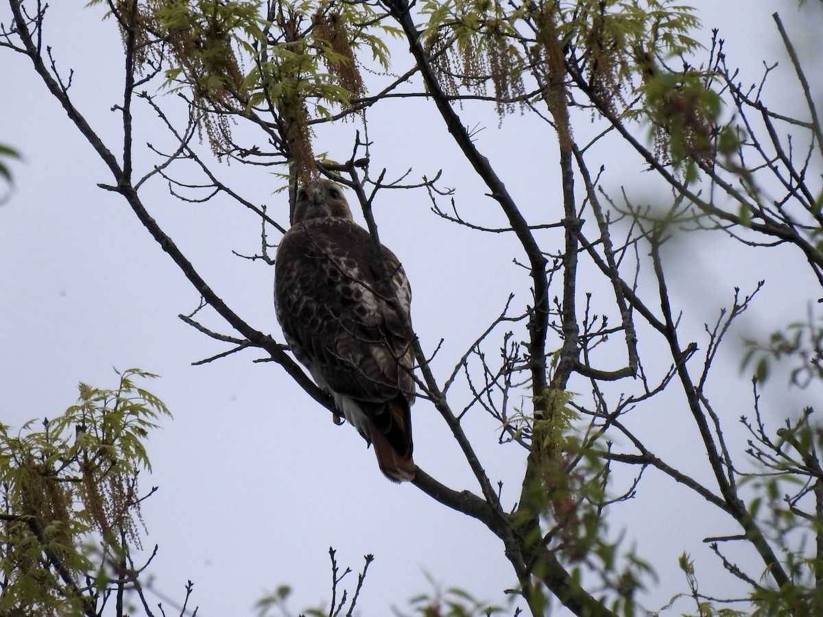 Red-tailed Hawk - Sean Mueseler