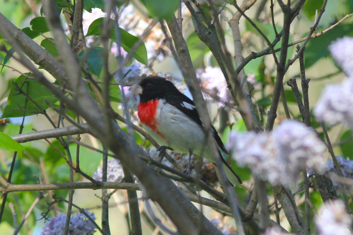 Rose-breasted Grosbeak - Anthony  Popiel