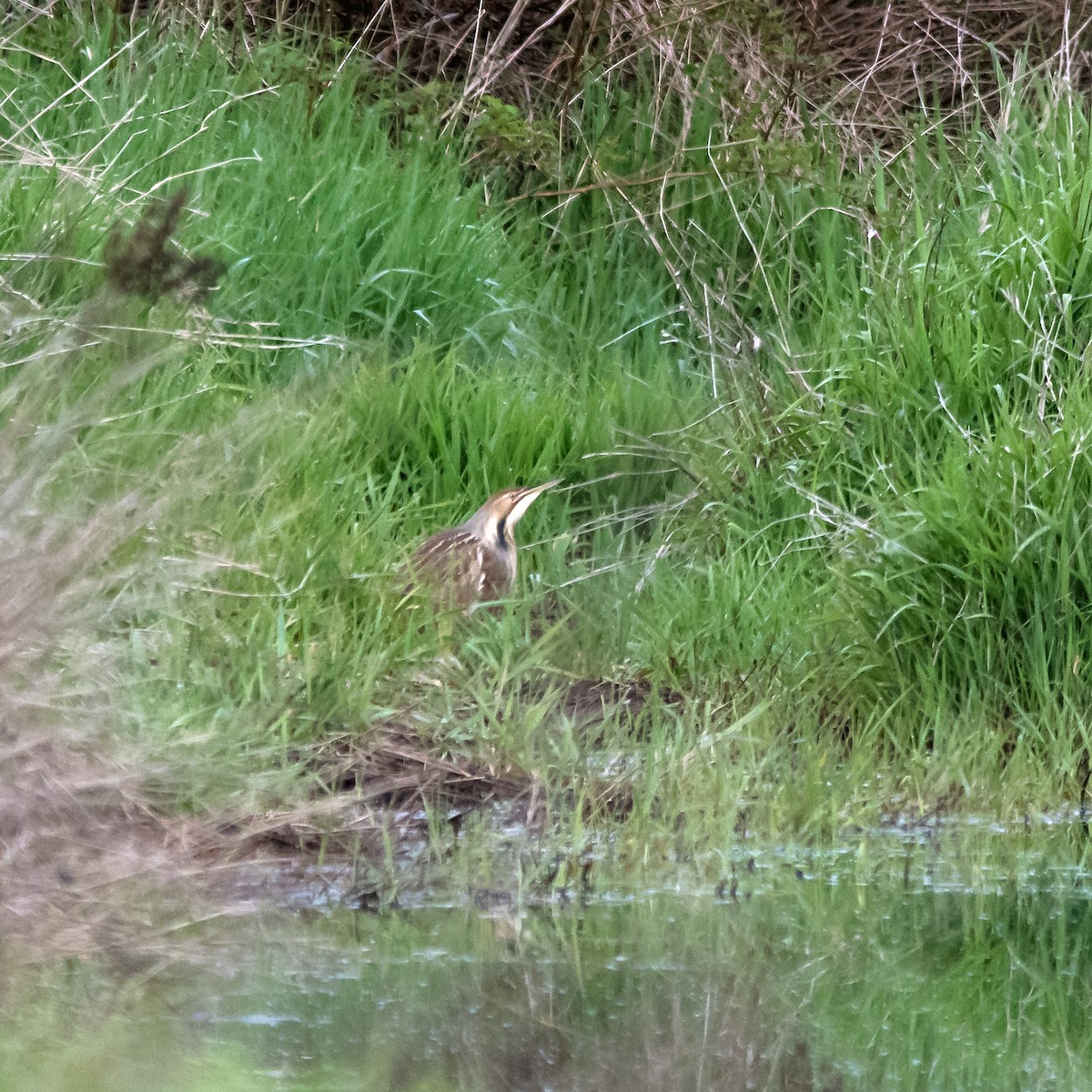 American Bittern - Nick Balachanoff