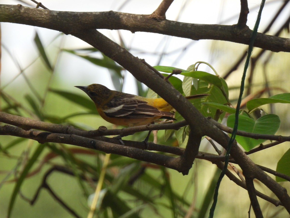 Baltimore Oriole - María Eugenia Paredes Sánchez