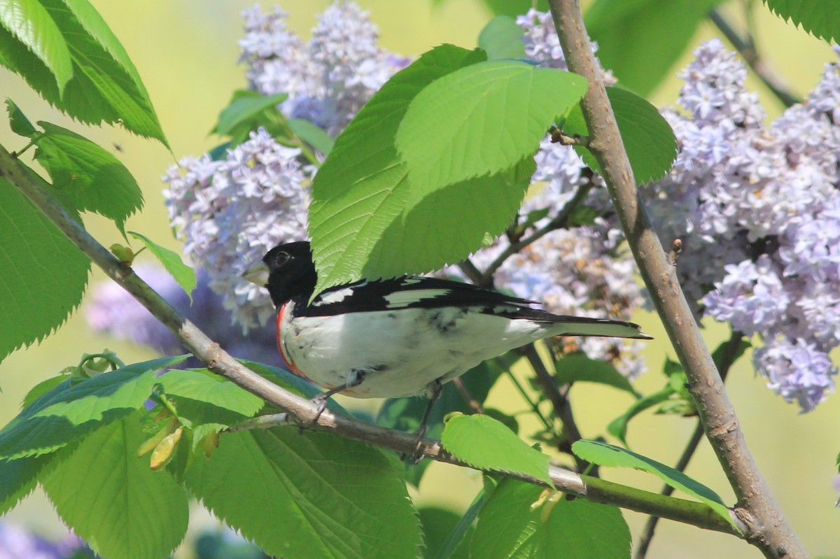 Rose-breasted Grosbeak - Anthony  Popiel