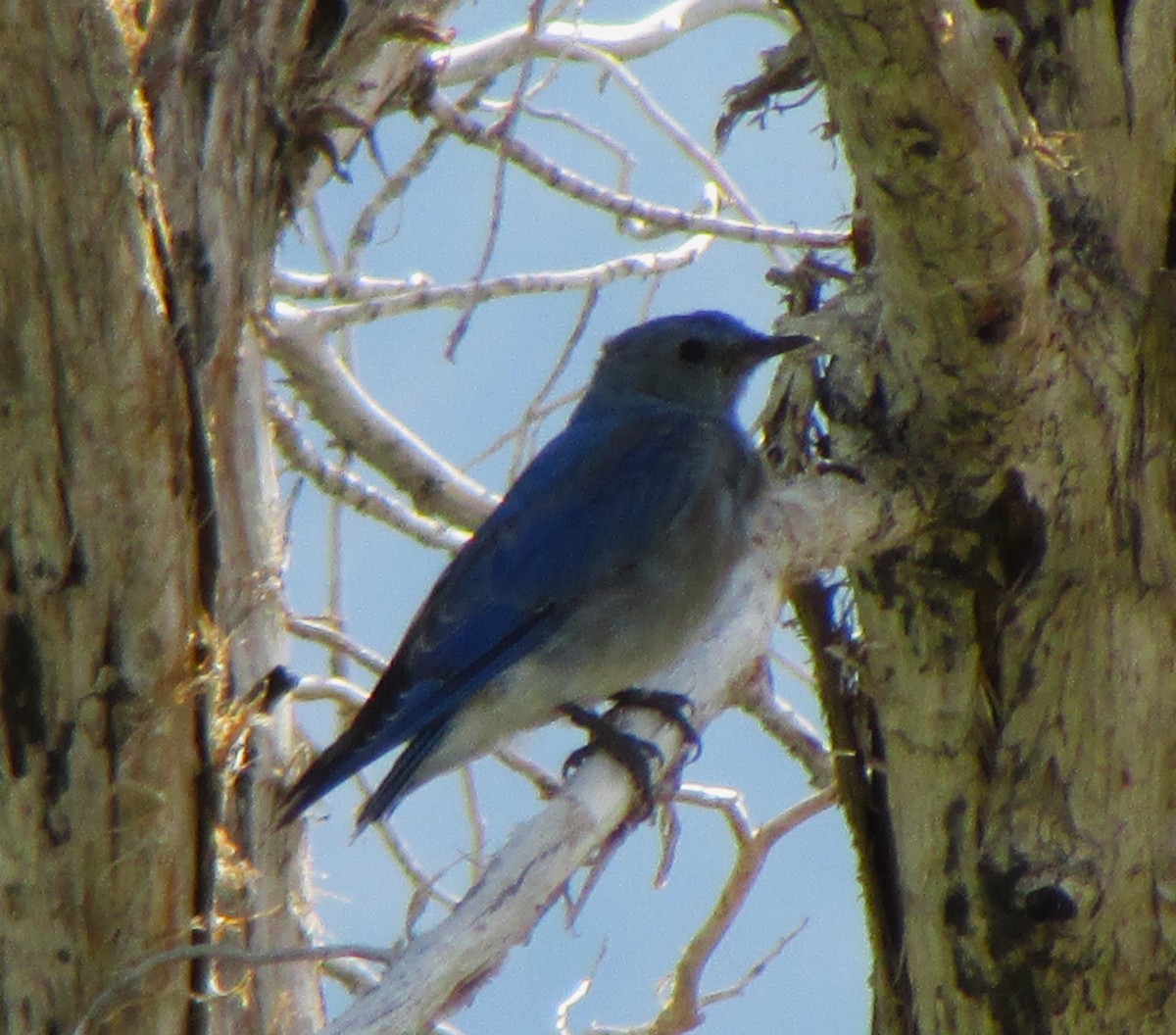 Mountain Bluebird - Sandy Winkler