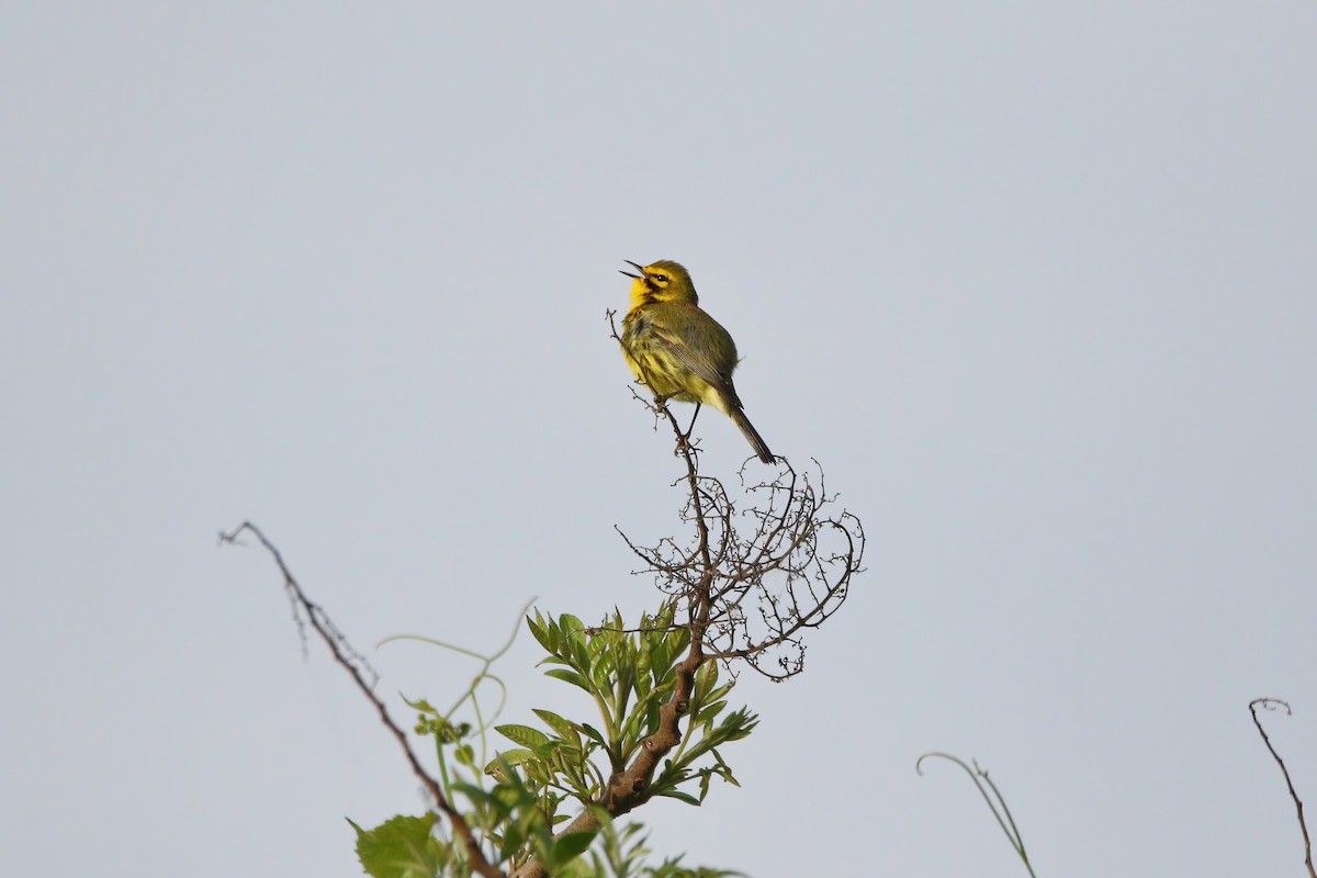 Prairie Warbler - Melissa Ludwig