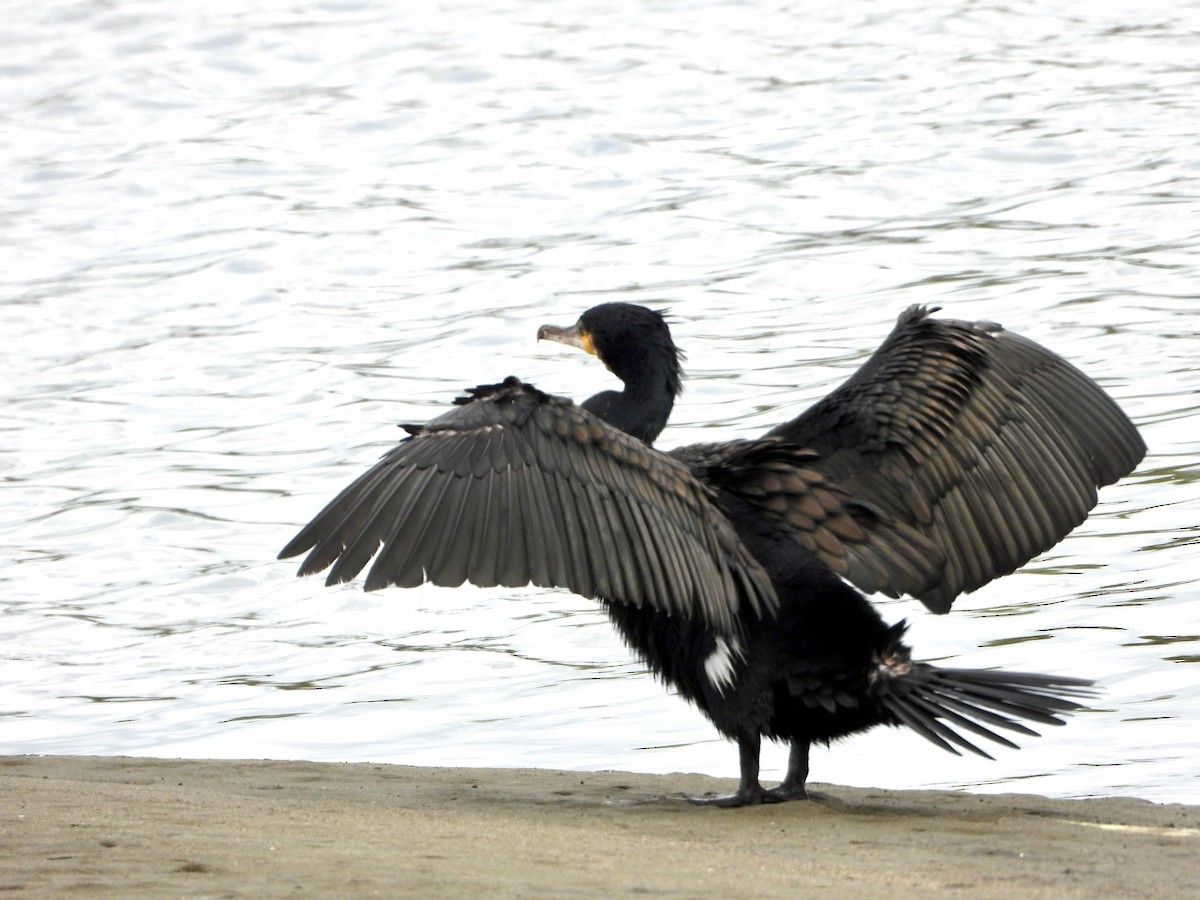 Great Cormorant - Elizabeth Irwin