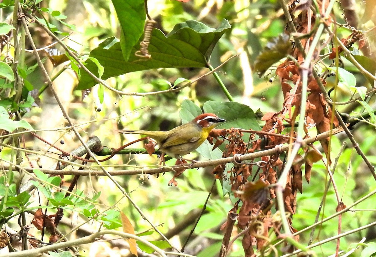 Rufous-capped Warbler - María Eugenia Paredes Sánchez