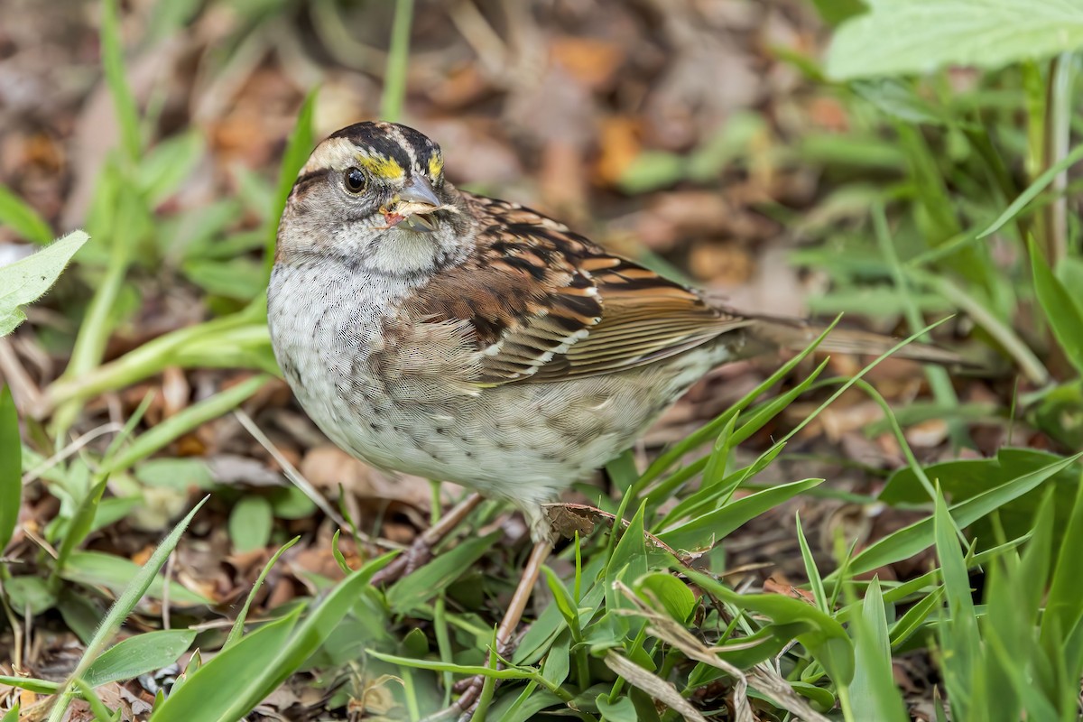 White-throated Sparrow - ML618239746
