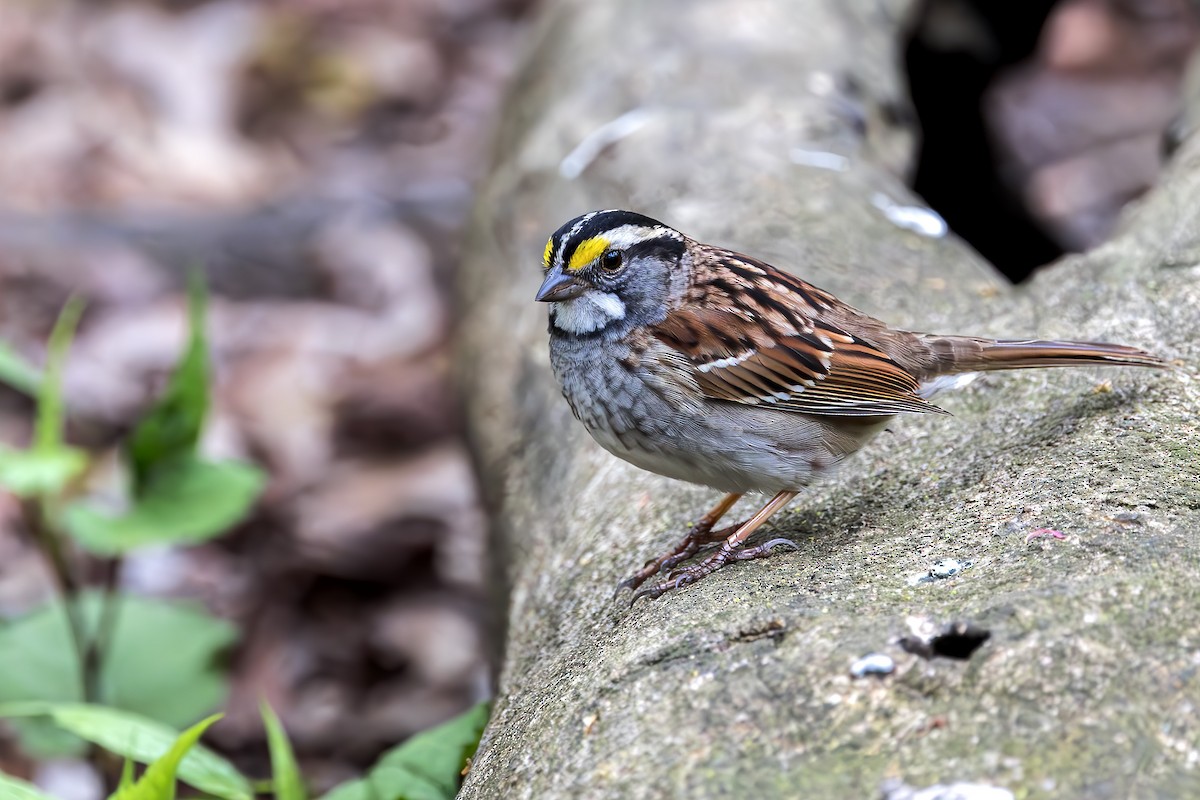 White-throated Sparrow - ML618239747